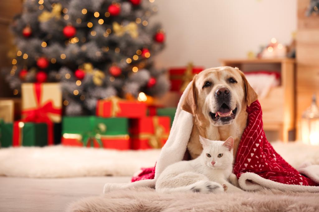 Vet warns 'super toxic' Christmas decoration could kill your pets: 'Matter of life and death'