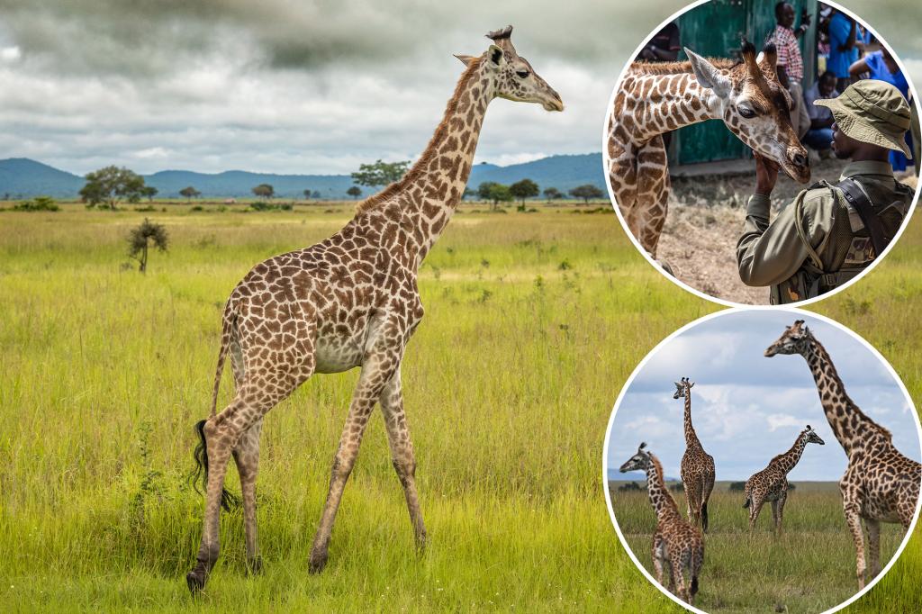 Giraffes will join the endangered species list for the first time